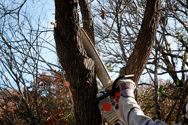 Tree and Shrub Care in Flemington, PA